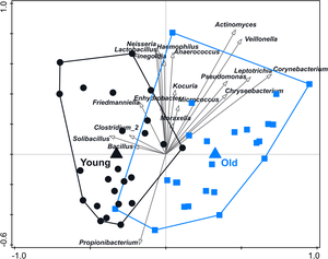 Fig 4. Variation in microbiome composition of cheek skin samples from female volunteers of ‘young’ and ‘old’ age groups, based on OTUs.