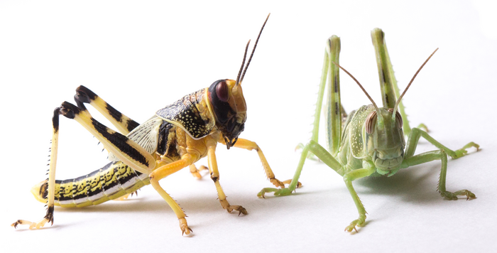 Desert locust (Schistocerca gregaria)