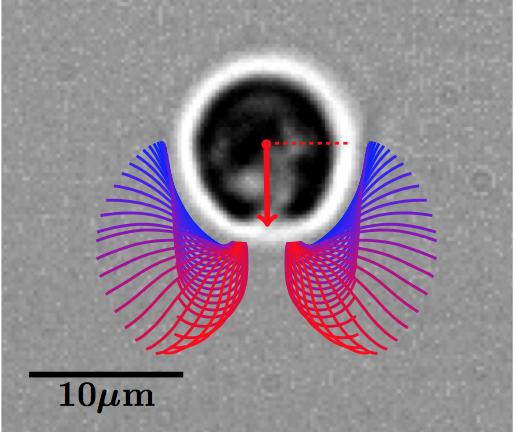 Tracking Position of Flagella