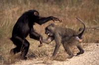 Chimpanzee and Baboon Playing