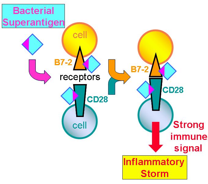 The role of superantigens in human diseases: therapeutic implications for  the treatment of skin diseases - Leung - 1998 - British Journal of  Dermatology - Wiley Online Library