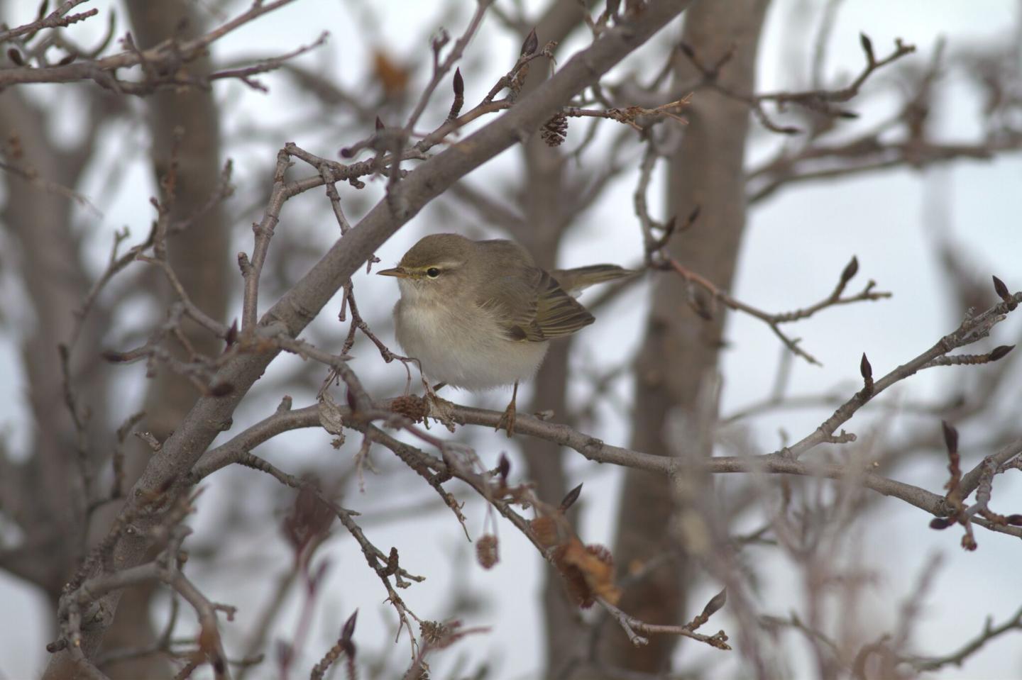 Willow Warbler (1 of 2)