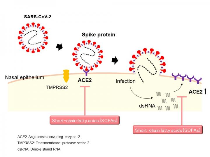 Administration of SCFAs into the nasal cavity could be a preventative or therapeutic strategy for COVID-19