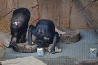 Chimpanzees' Sense of Smell