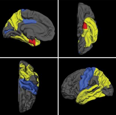 Brain Model