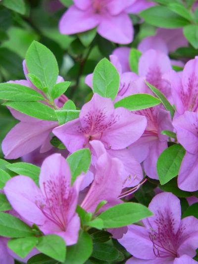 Species Accumulation is Slowing