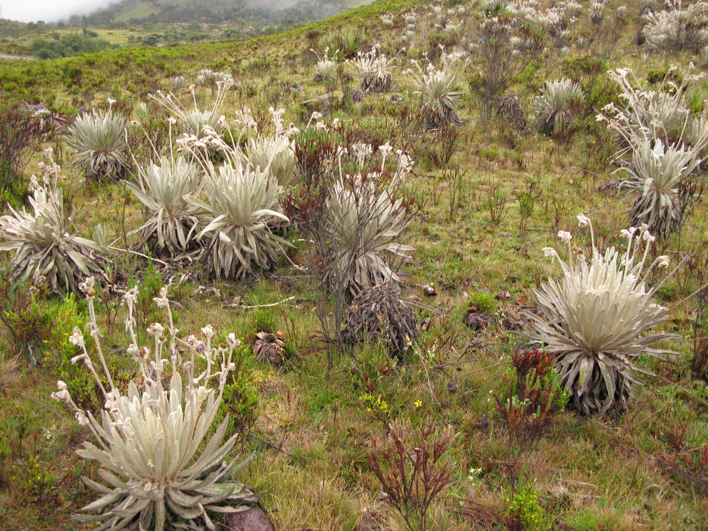 Páramo de Presidente