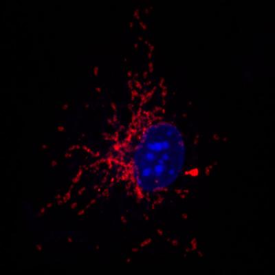 Staining of Mitochondria