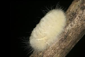 Caterpillar of the family Megalopygidae, known for its hurticating hairs that can cause painful reactions when touched.