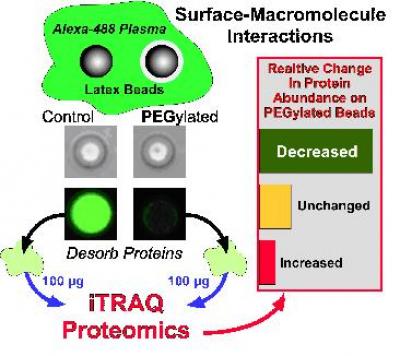 Effects of Immunocamouflage on Protein Adsorption