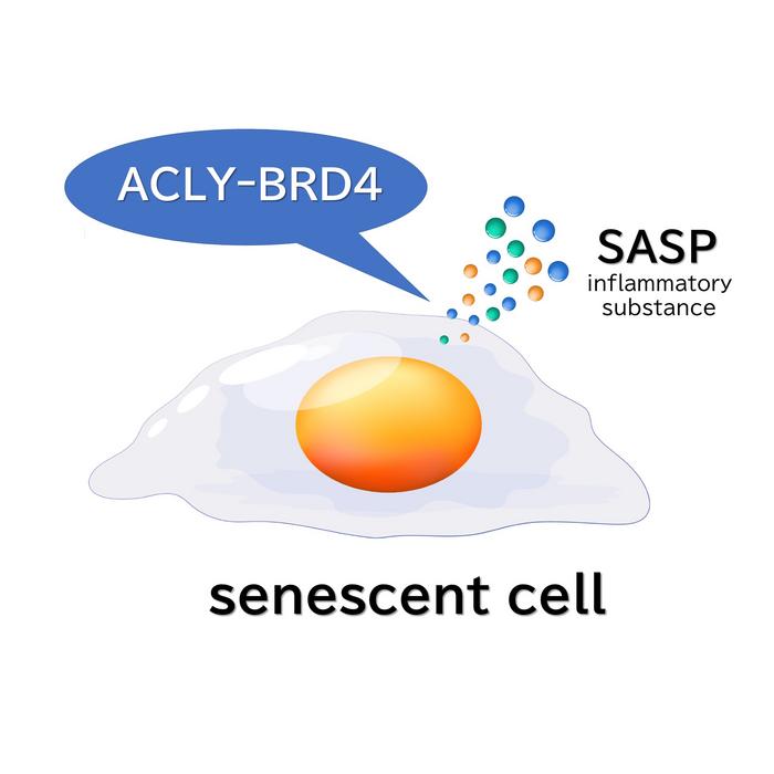 Involvement of ATP-citrate lyase (ACLY) in the pro-inflammatory senescence-associated secretory phenotype (SASP) in senescent cells.