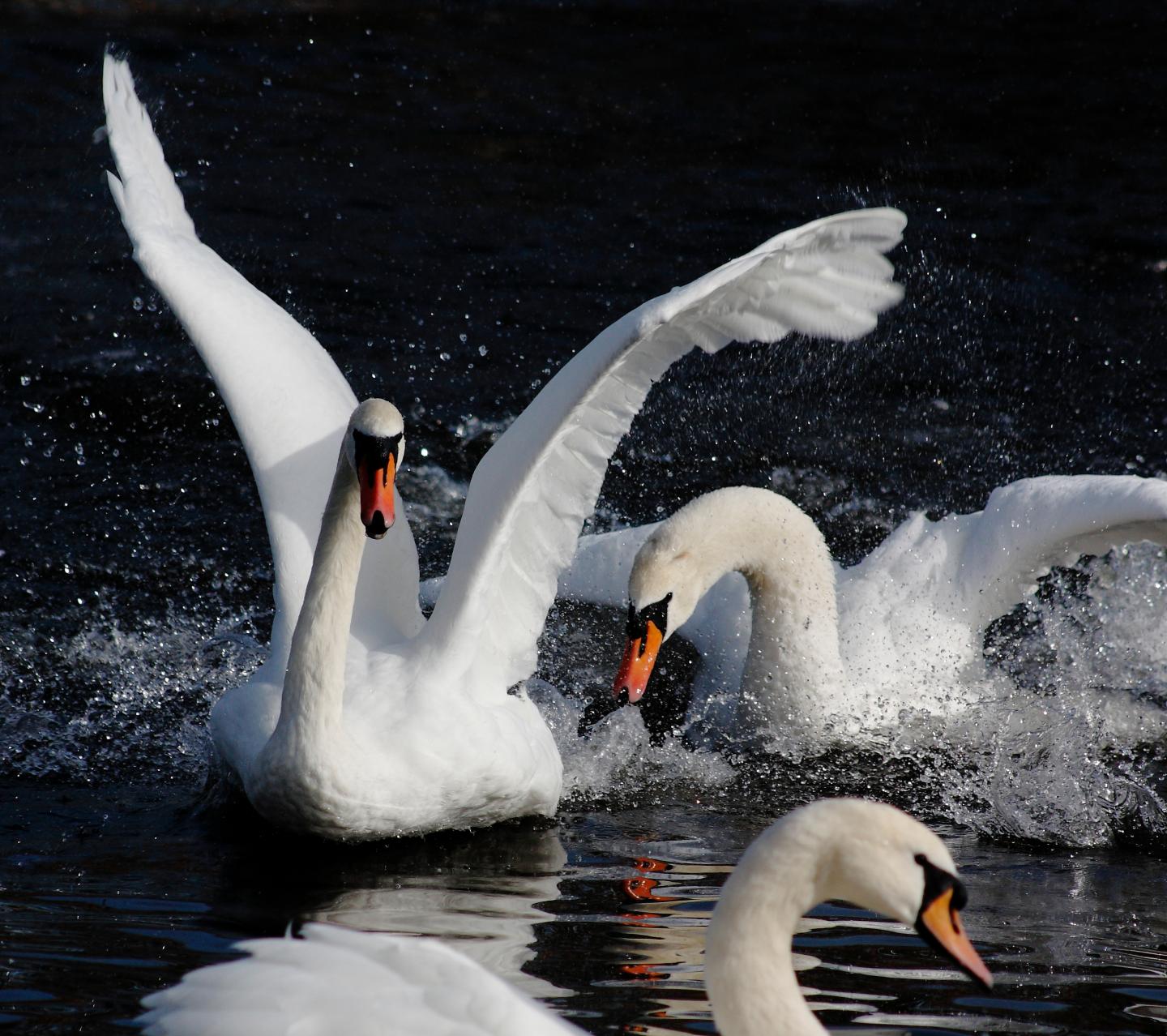 Mute swans