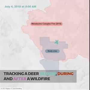 Deer GPS track (GIF)