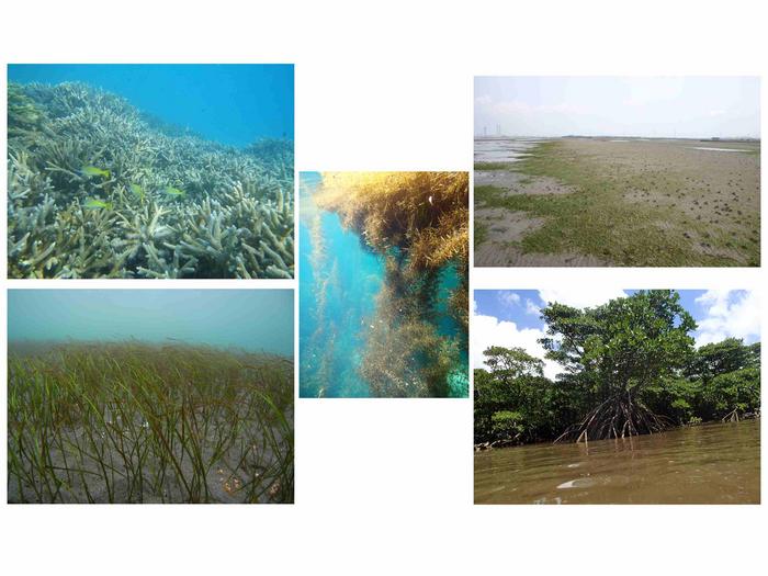 Predicting the fate of shallow coastal ecosystems for the year 2100