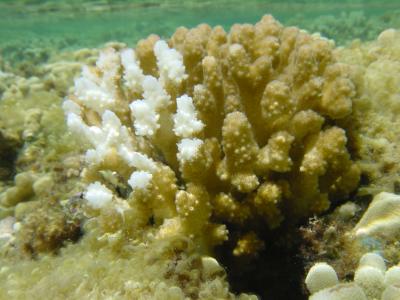 Bleached Coral Underwater