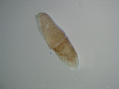 <I>Xenoturbella</I>