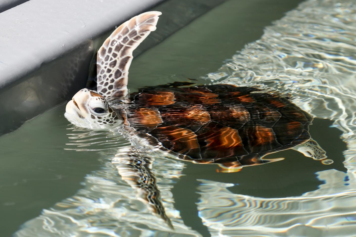 Baby Green Sea Turtle