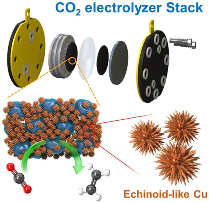 Echinoid-like Cu nanoparticles in the Cu-KOH electrode.