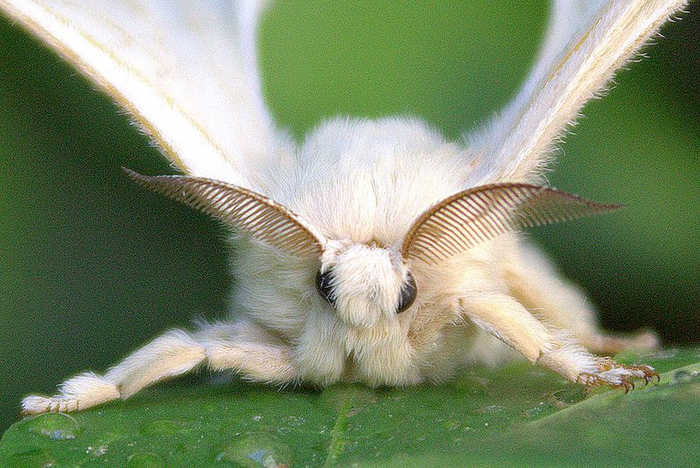 Silk from silk moths can now be used to create nonstick surfaces