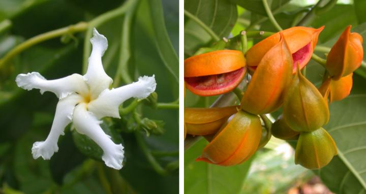 <i>Tabernaemontana rotensis</i>