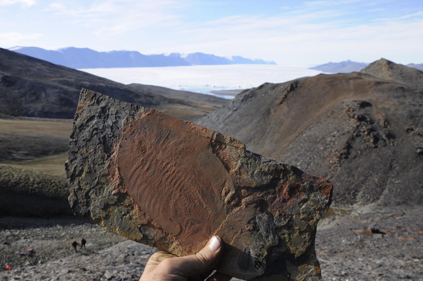 Fossil Trilobite