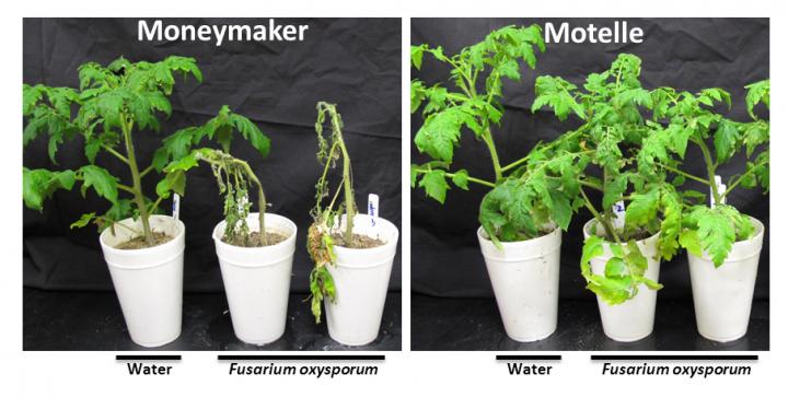 Tomato Plant Varieties