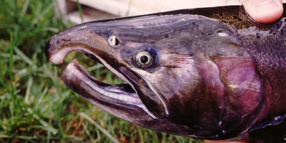 Coho Salmon Head