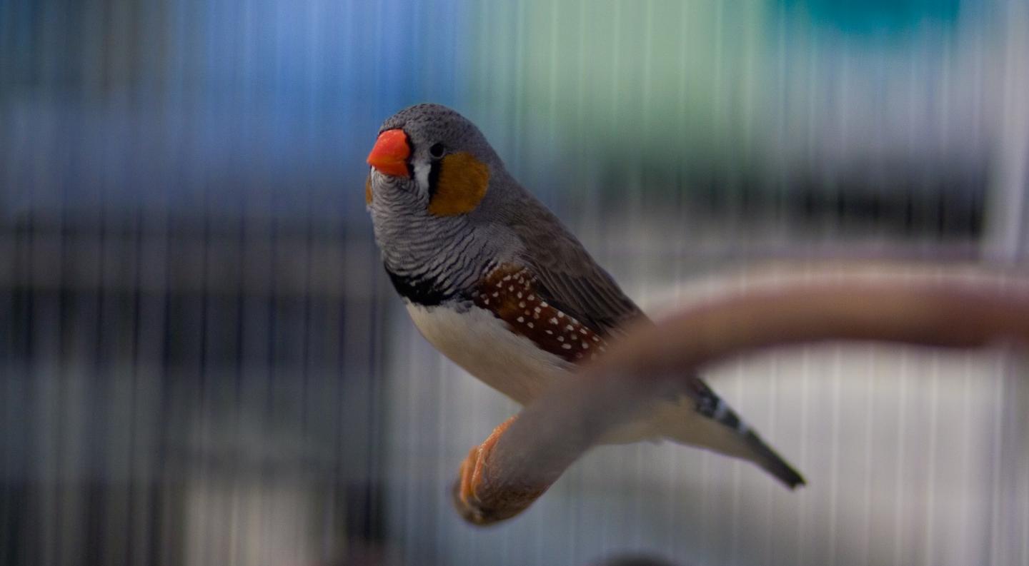 Single Zebra Finch [IMAGE] EurekAlert! Science News Releases