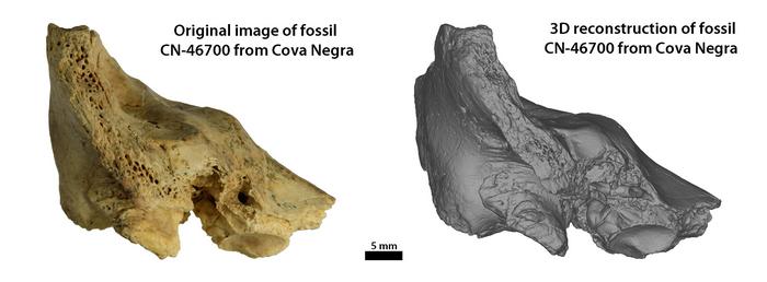 Fóssil CN-46700