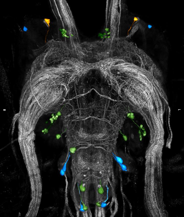 Computer Reconstruction of Nerve Cells in a Desert Locust