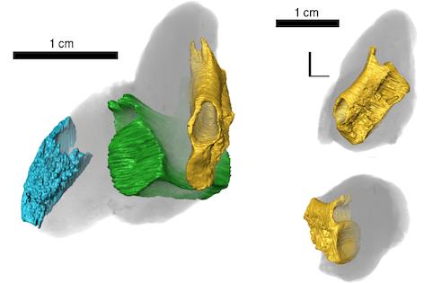 Fossil Poop Shows Fishy Lunches From 200 Million Years Ago