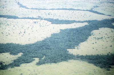 Beetles, Birds and Seeds in the Serengeti