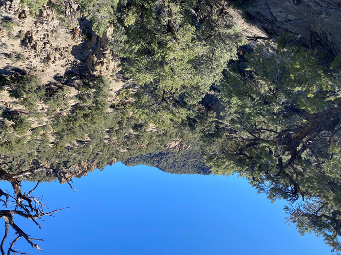 Pinyon woodland in western Nevada