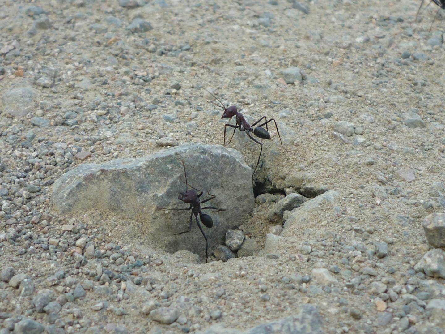 Desert Ants