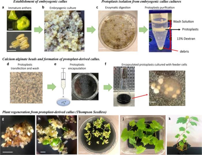 An integrated protocol for embryogenic callus induction, protoplasts isolation and culture, and plant regeneration in Vitis vinifera varieties