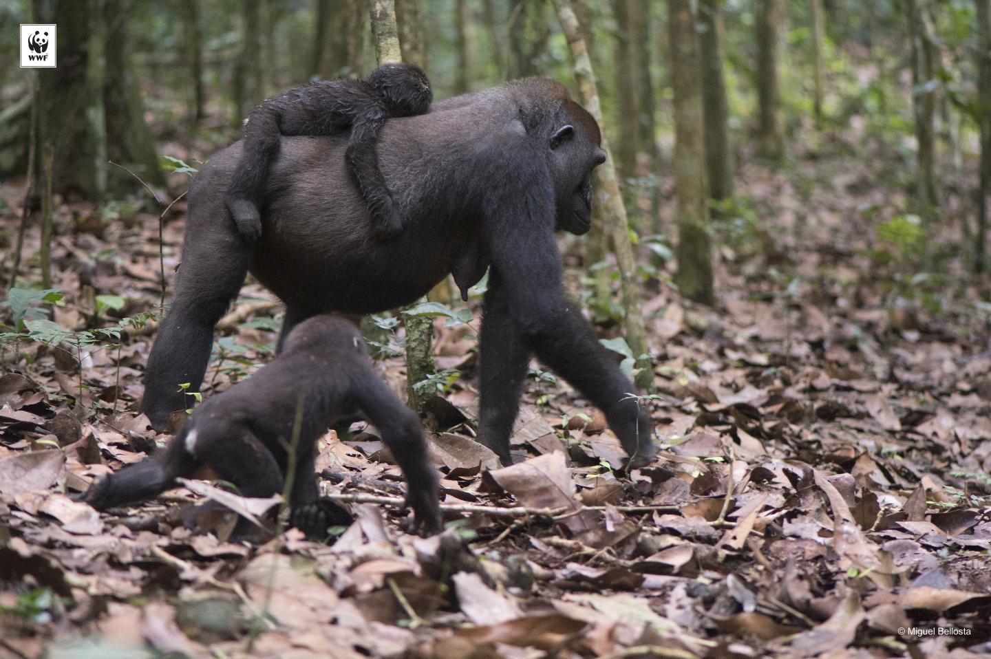 More Accurate Estimates of Great Ape Populations Will Inform Conservation Efforts (5 of 13)