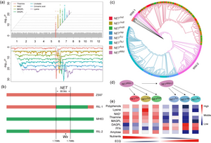 Characterization and domestication analysis of the NET locus