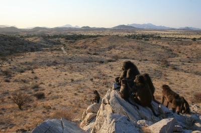 Habituated Baboons in the Pro-Namib Desert of Namibia
