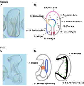 (Fig. 2) Schematic drawing of cell clusters that comprise germ layers, organs, and tissues of gastrulae and larvae