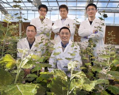 Brookhaven National Laboratory Scientists