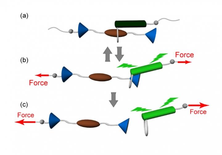 Fig 1.Schematic illustration of the operation of a rotaxane-based mechanophore