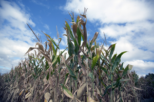 Corn field during drought