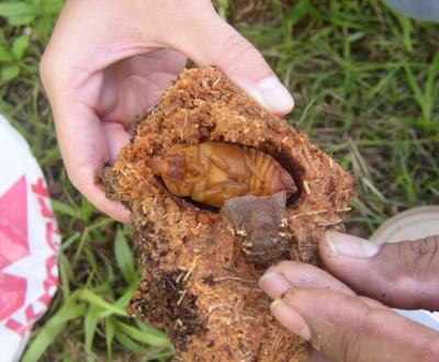 Coconut Rhinoceros Beetle Pupa
