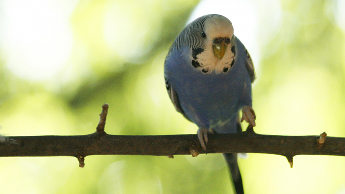 Poppen the budgie