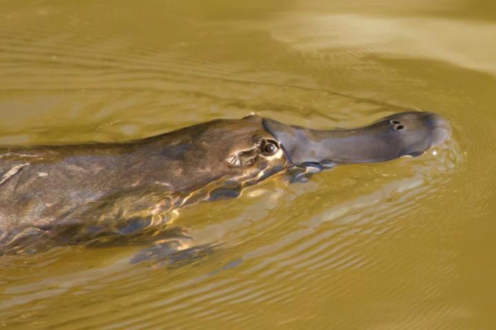 Platypus Get a Dose of Pharmaceuticals with Their Meals
