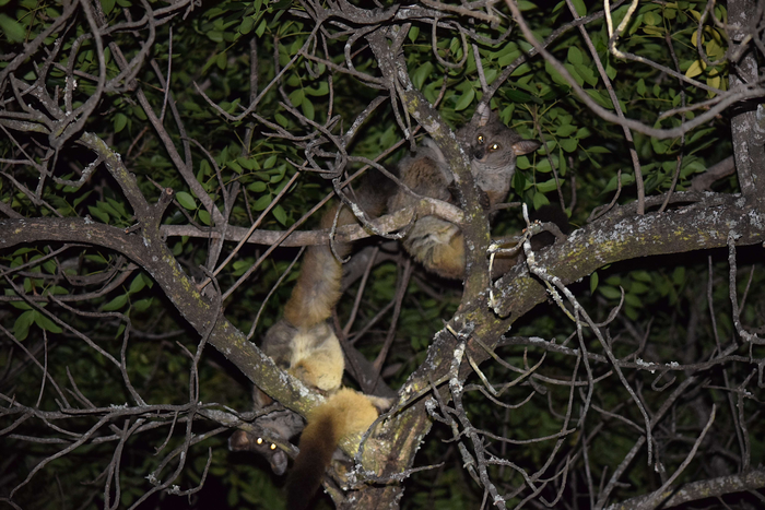 Mother and her young