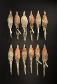 Passenger Pigeons from the Denver Museum of Nature & Science