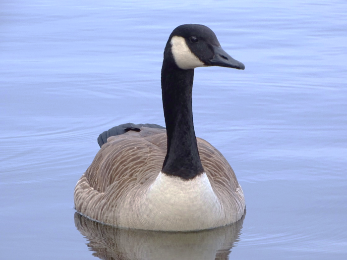 Photo of a Canada Goose, an invasive species present in France that is in conflict with various local bird species.
