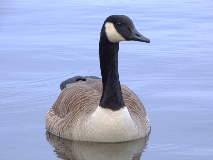 Photo of a Canada Goose an in IMAGE EurekAlert Science News