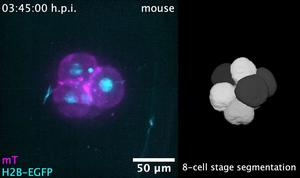 Live imaging and segmentation of a mouse embryo